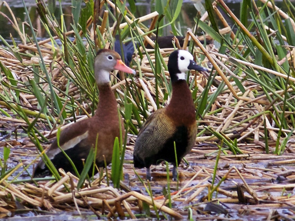 Adult (with Black-bellied Whistling-Duck)