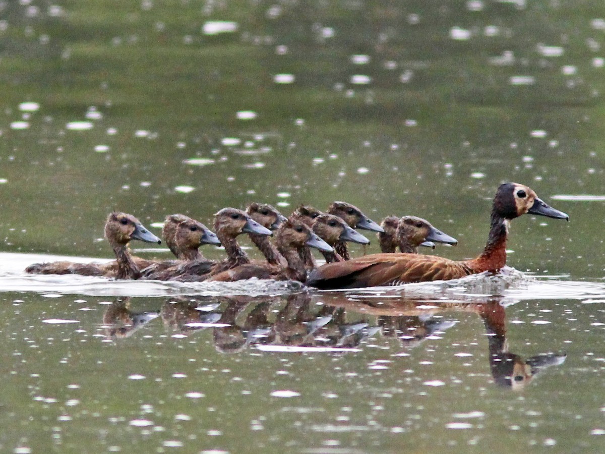 Adult and juvenile