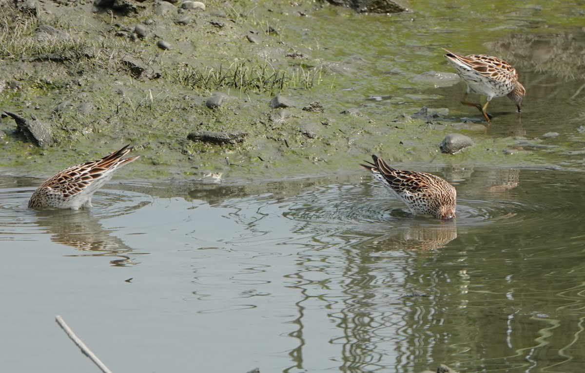 Sharp-tailed Sandpiper - ML564288221