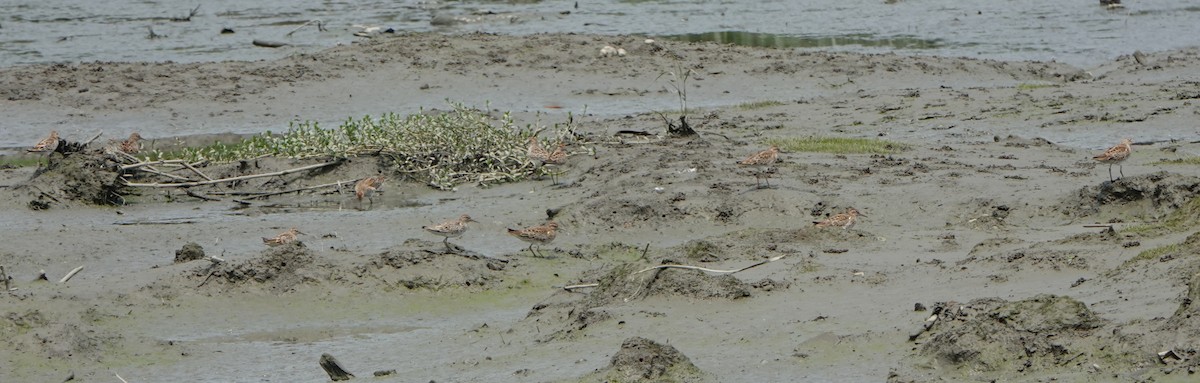 Sharp-tailed Sandpiper - ML564288541