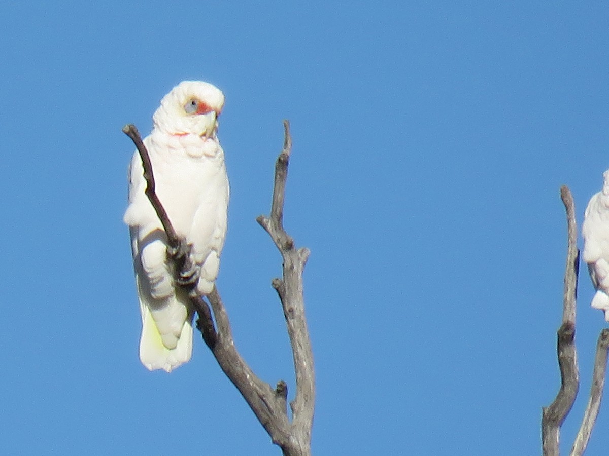 Long-billed Corella - Stan Jarzynski