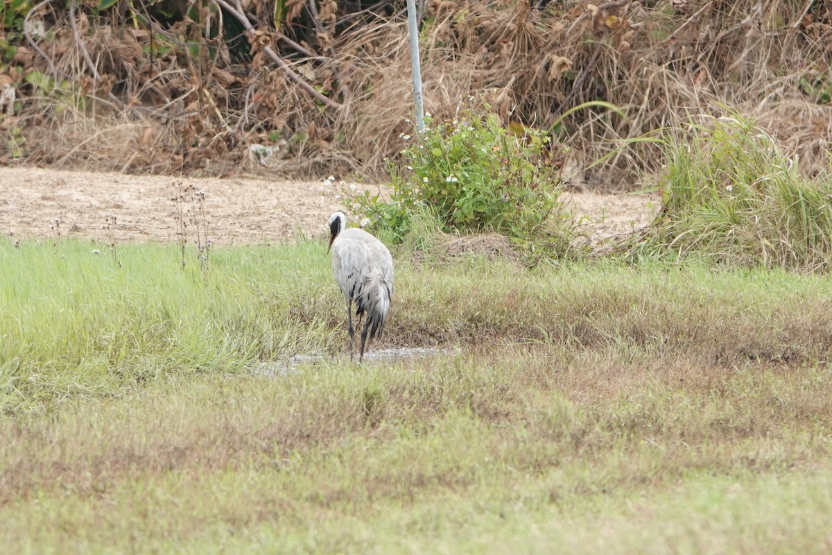 Common Crane - ML564289991