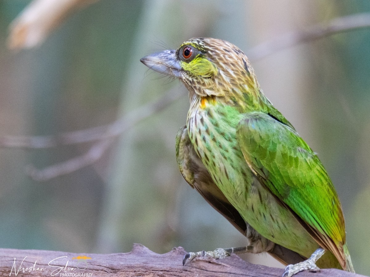 Green-eared Barbet - ML564292311