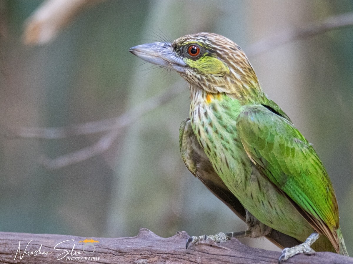 Green-eared Barbet - ML564292321