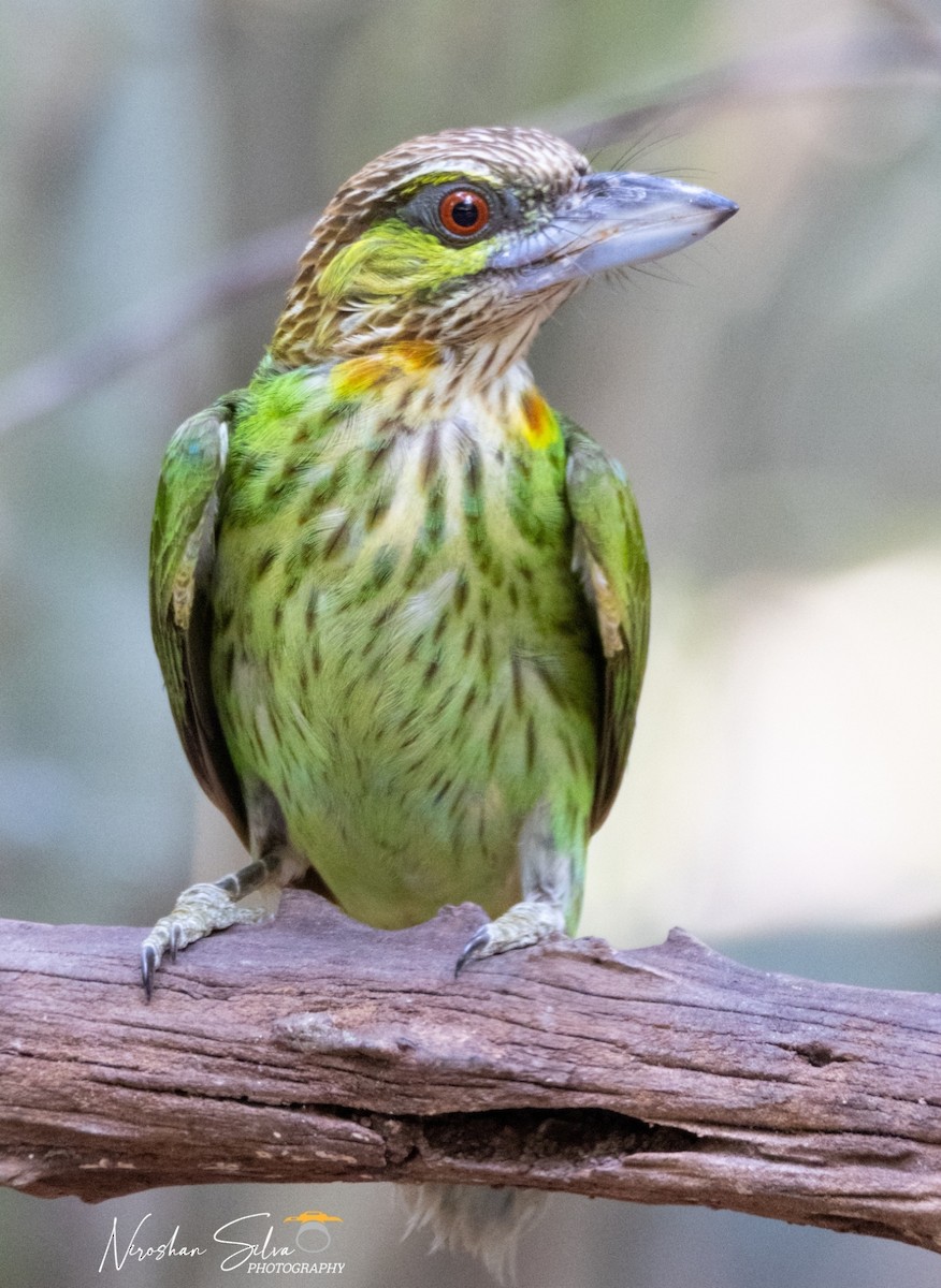 Green-eared Barbet - ML564292351