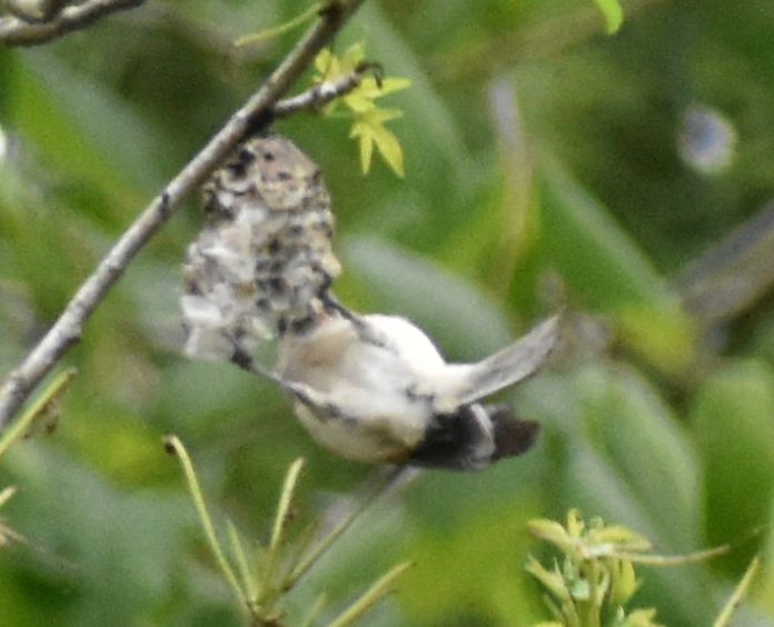 Tufted Titmouse - ML564293871