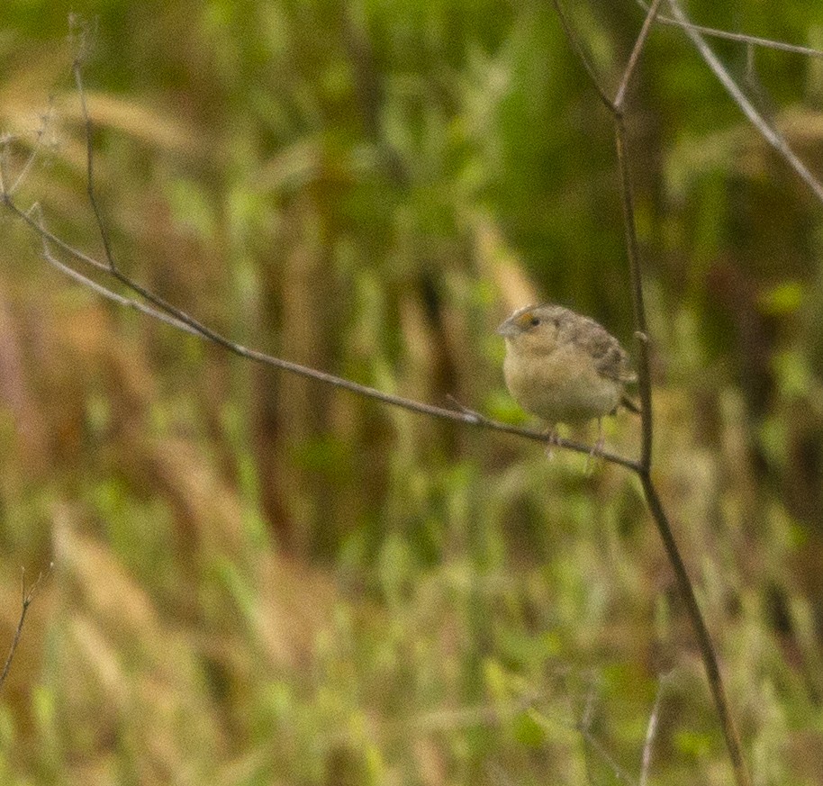 Grasshopper Sparrow - ML564295061
