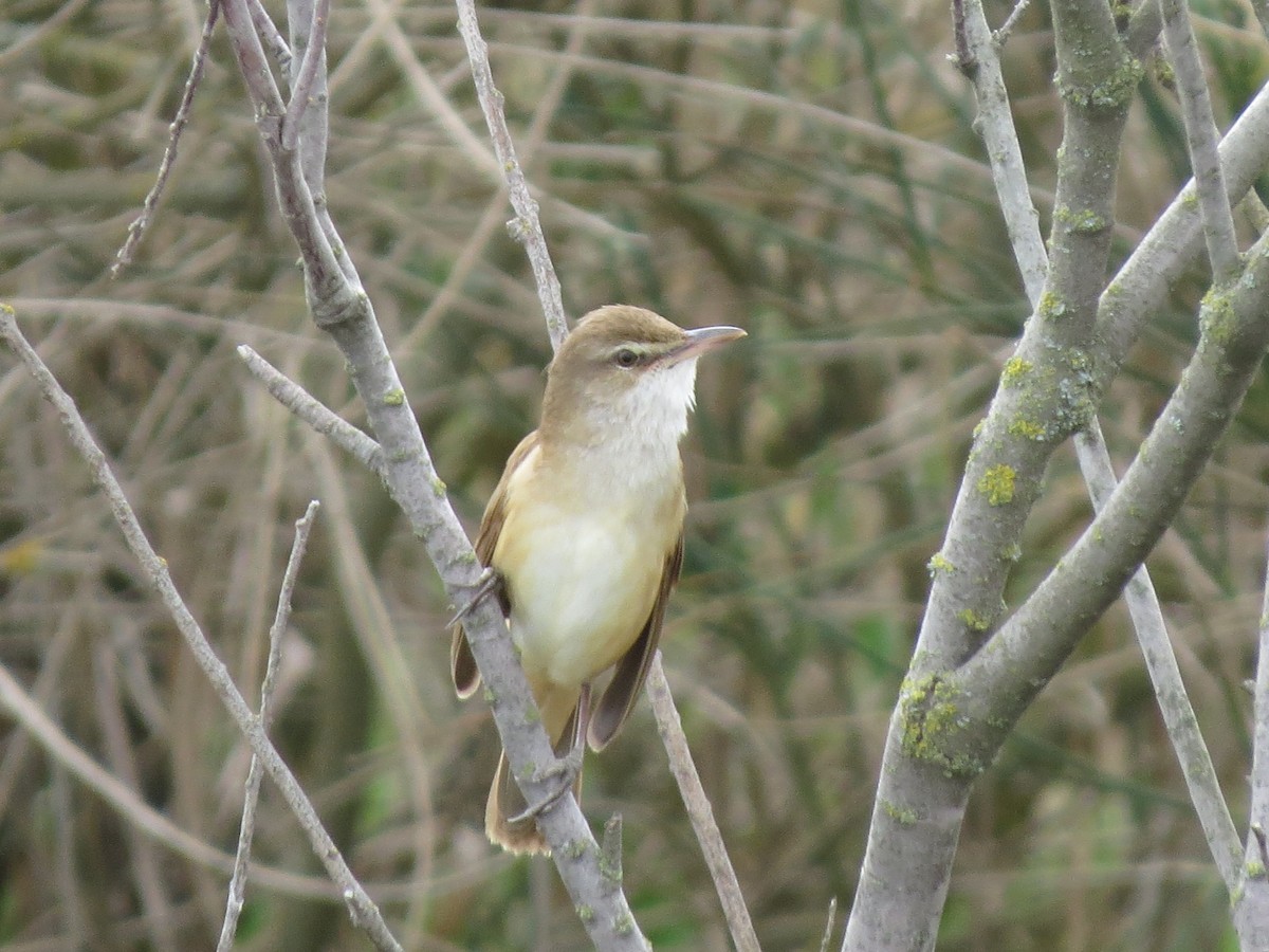 Great Reed Warbler - Martín Rodríguez Arenaz