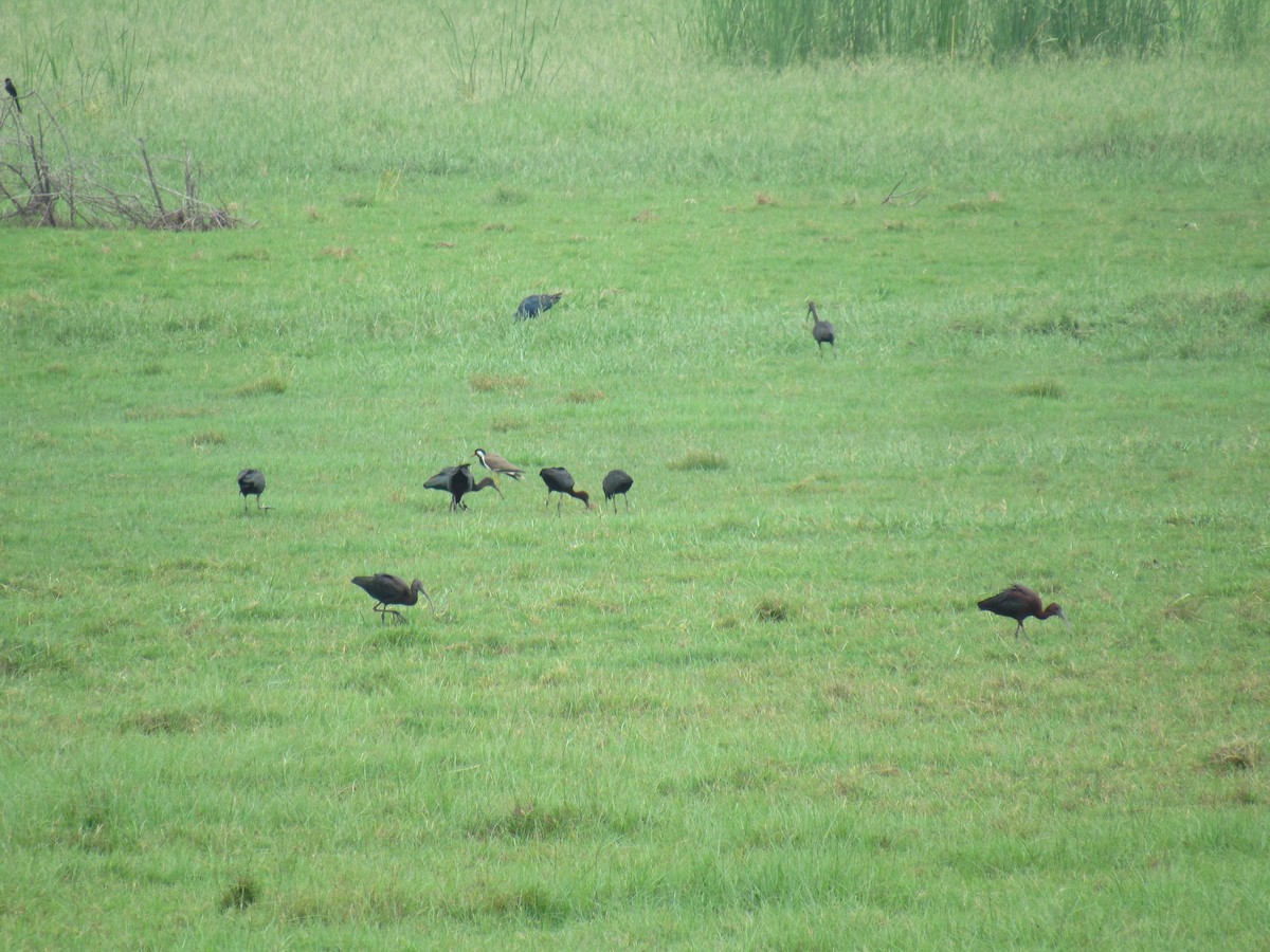 Glossy Ibis - ML564297491