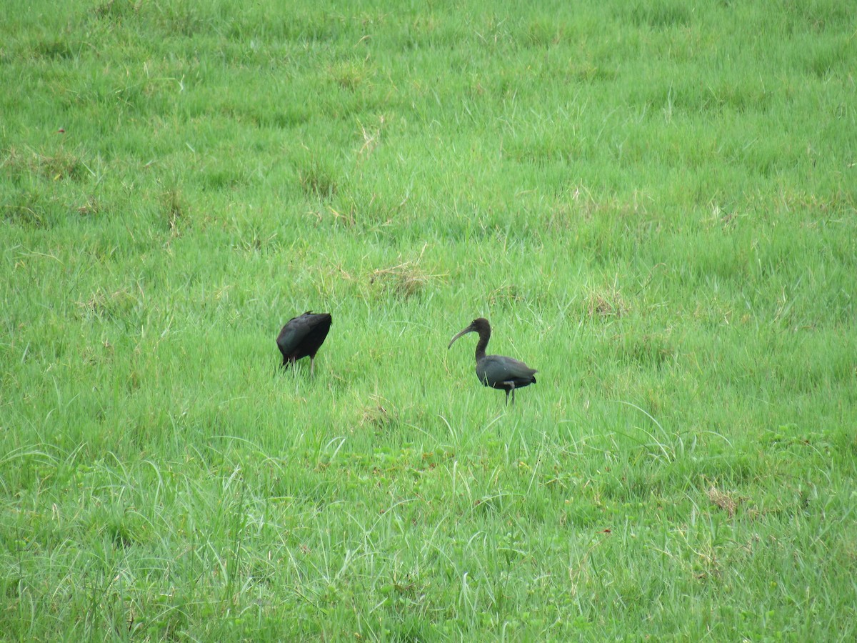 Glossy Ibis - ML564297501