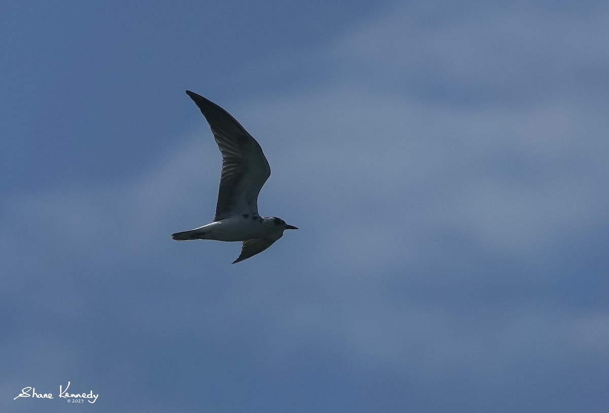 White-winged Tern - ML564297771
