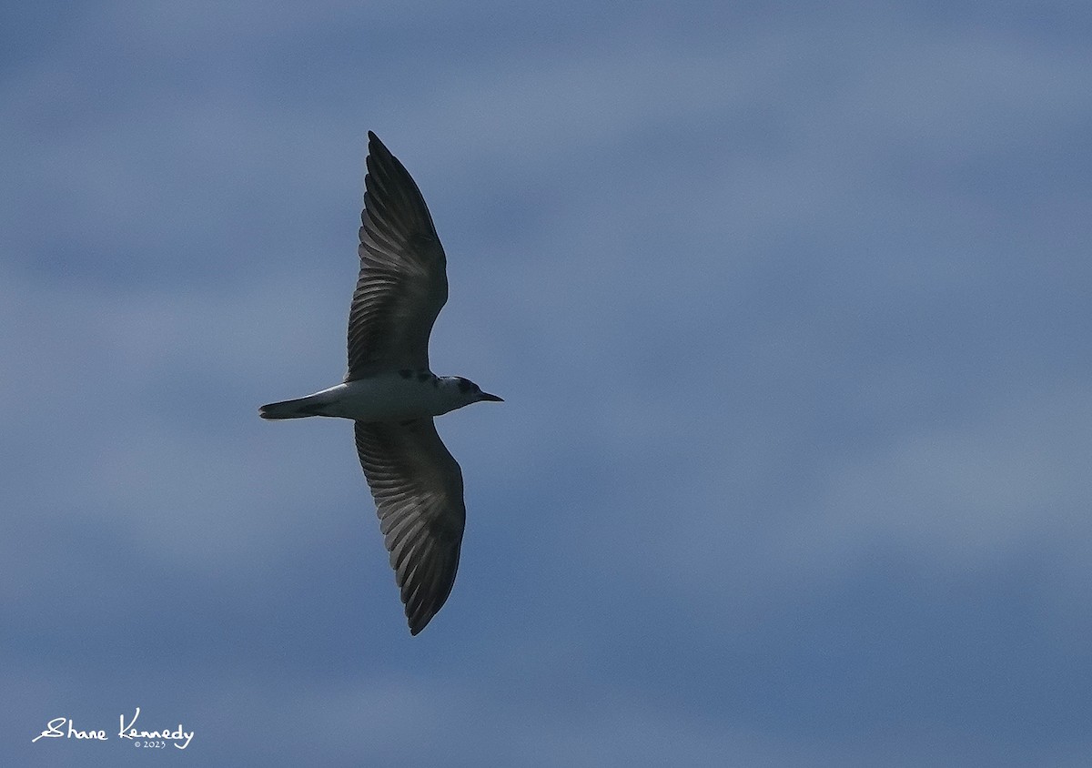 White-winged Tern - ML564297781