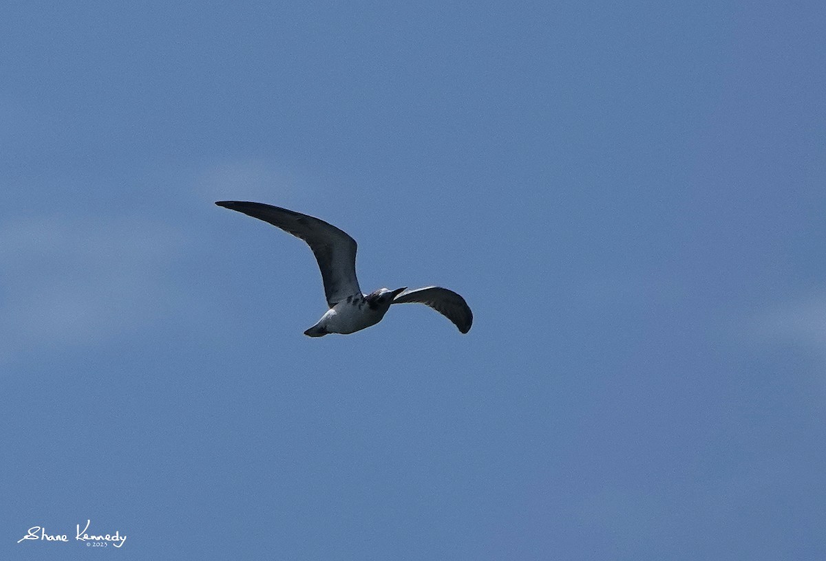 White-winged Tern - ML564297791