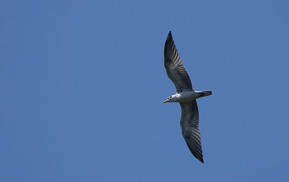 White-winged Tern - ML564297801