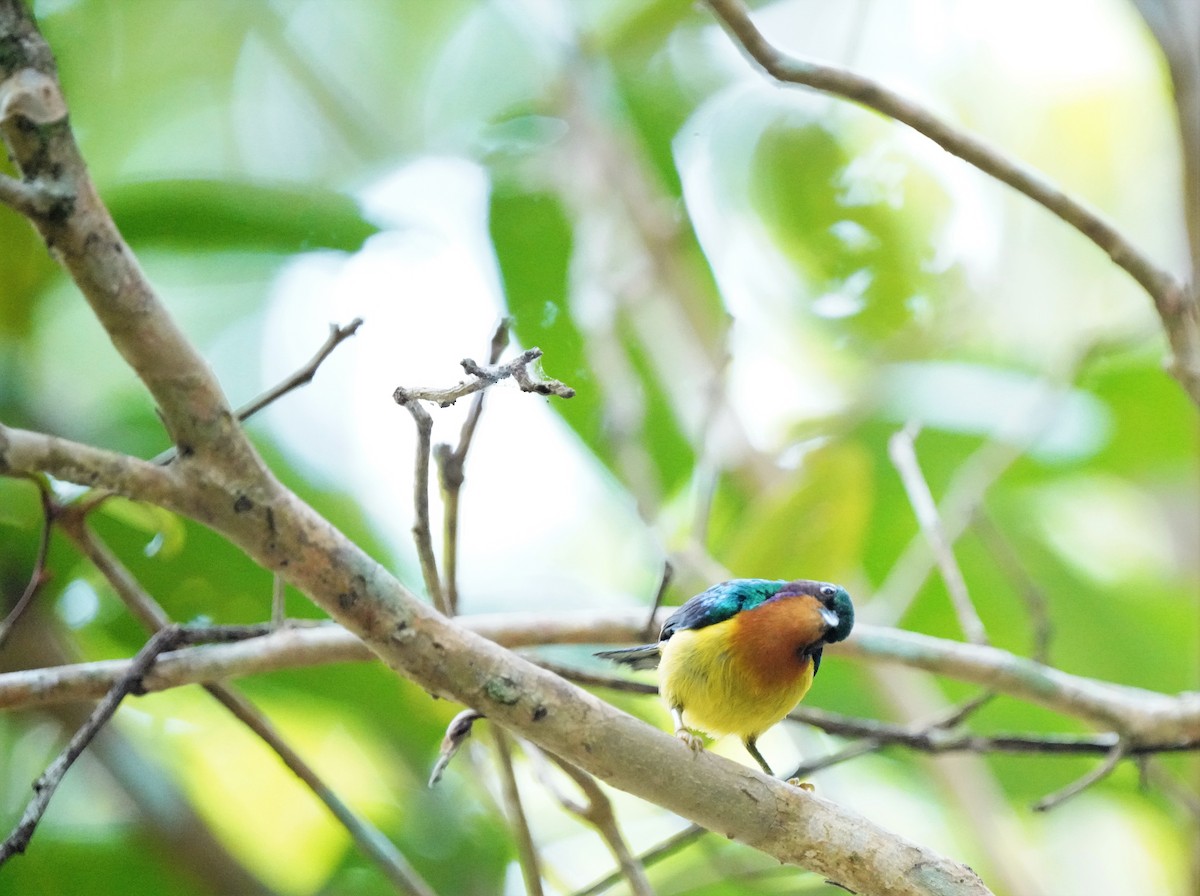 Ruby-cheeked Sunbird - ML564298731