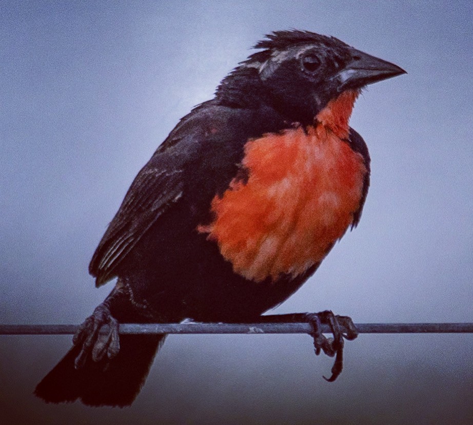 White-browed Meadowlark - ML564299041