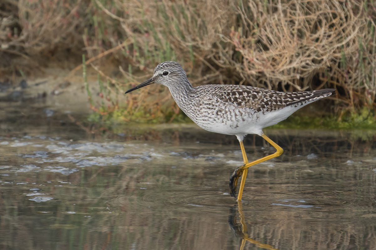 Lesser Yellowlegs - ML564300411