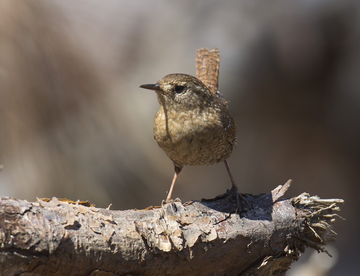 Winter Wren - ML564300881