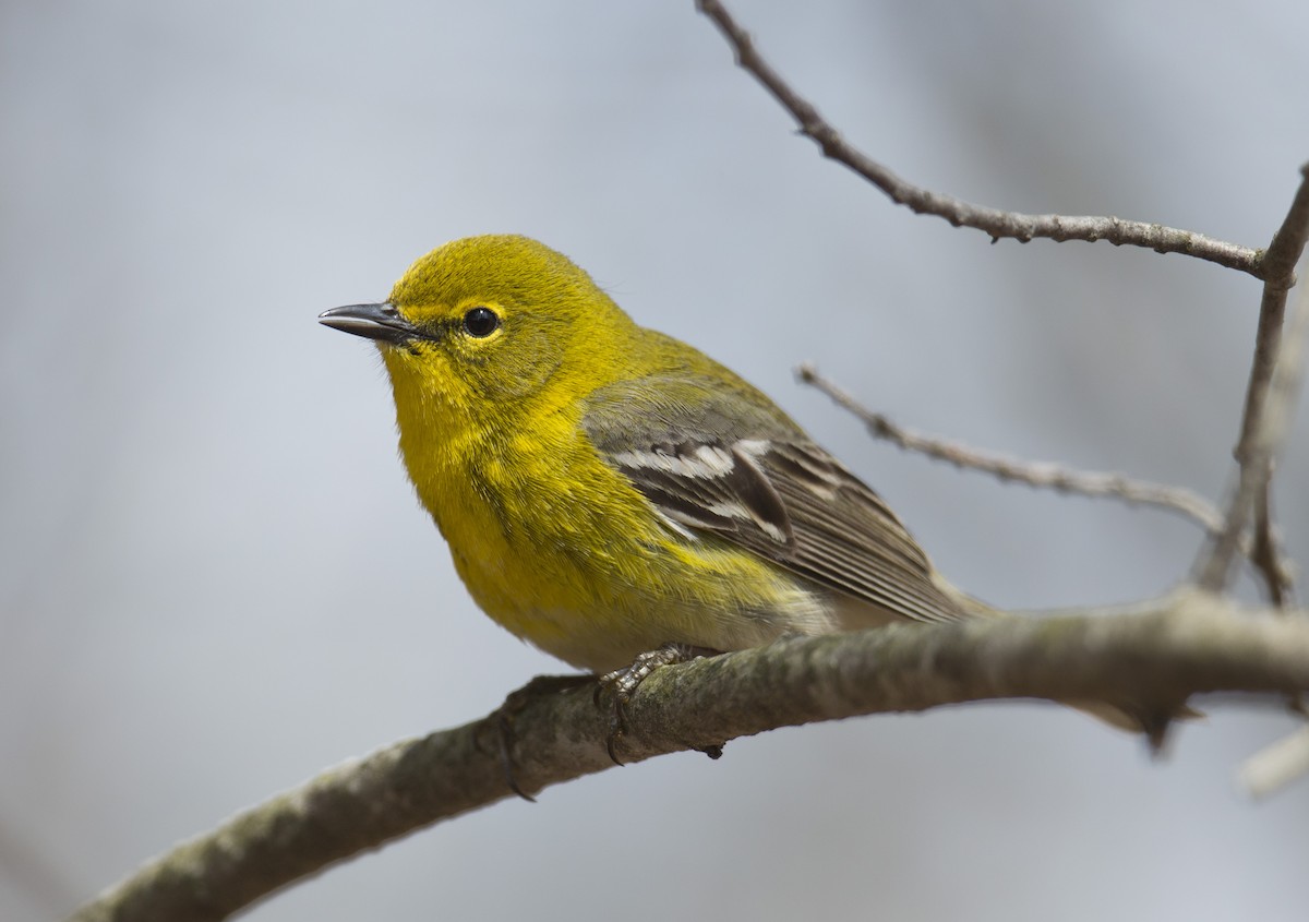 Pine Warbler - ML564300921