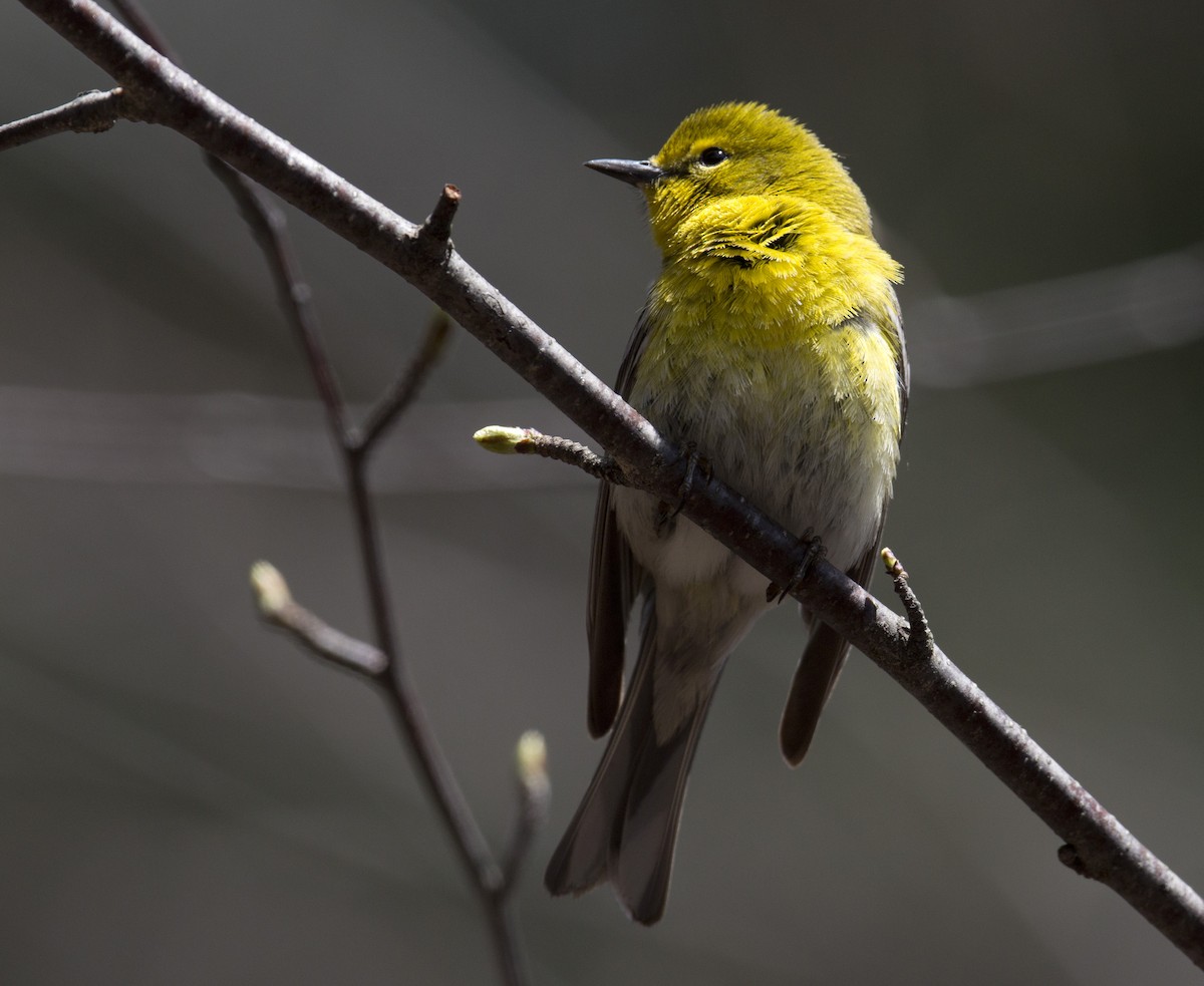 Pine Warbler - ML564300941