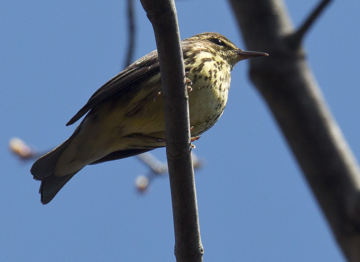 Northern Waterthrush - ML564301041