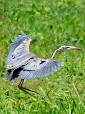 Purple Heron - Jos Simons