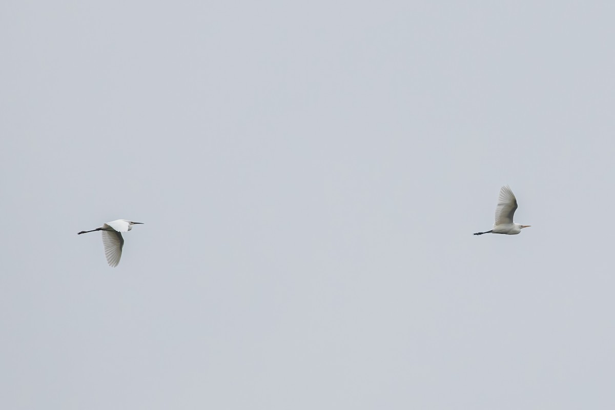 Little Egret - ML564303141