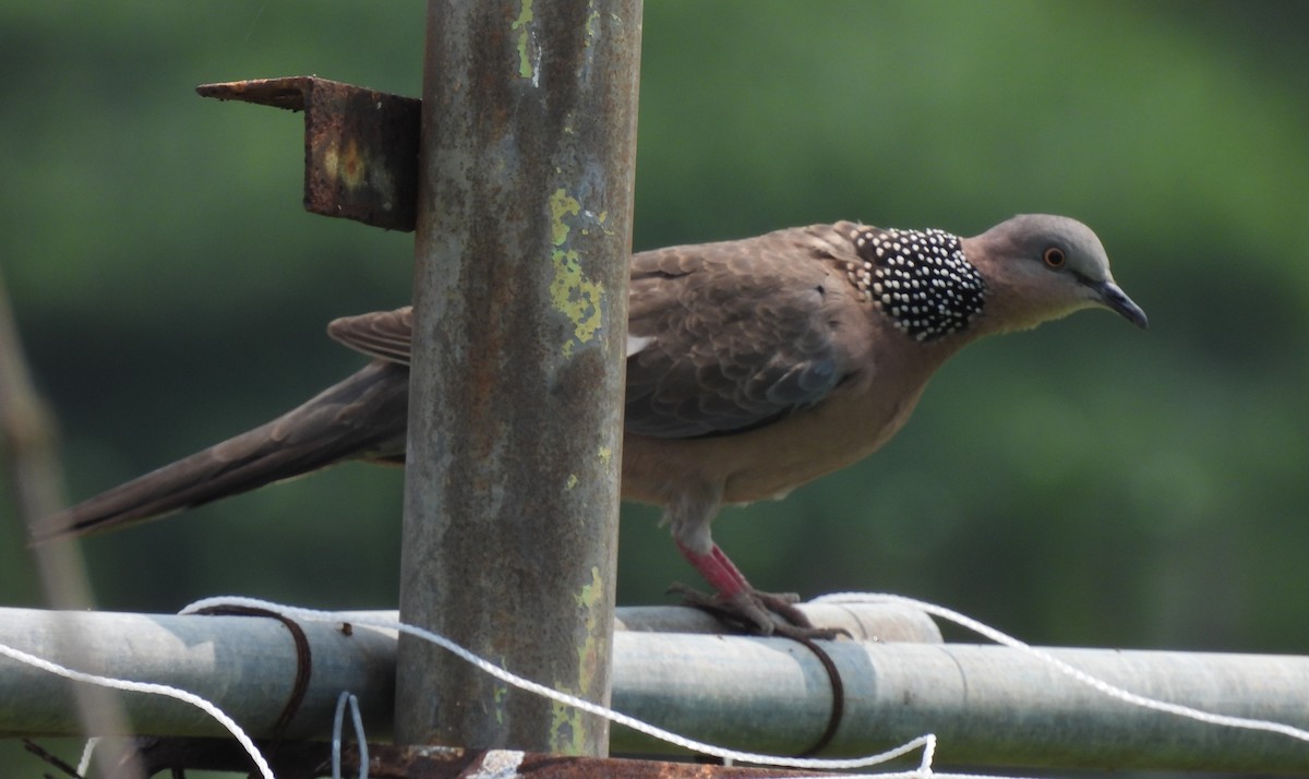 珠頸斑鳩 - ML564304911