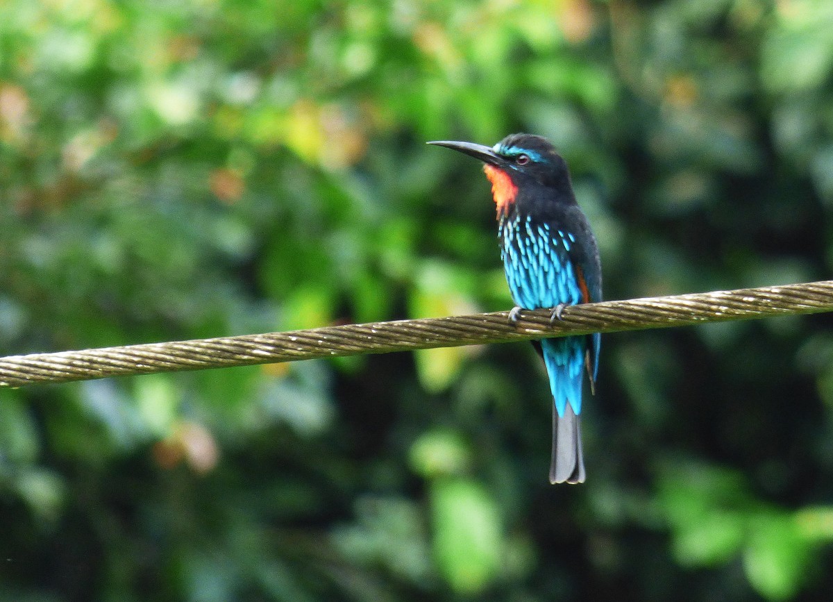 Black Bee-eater - ML564305011