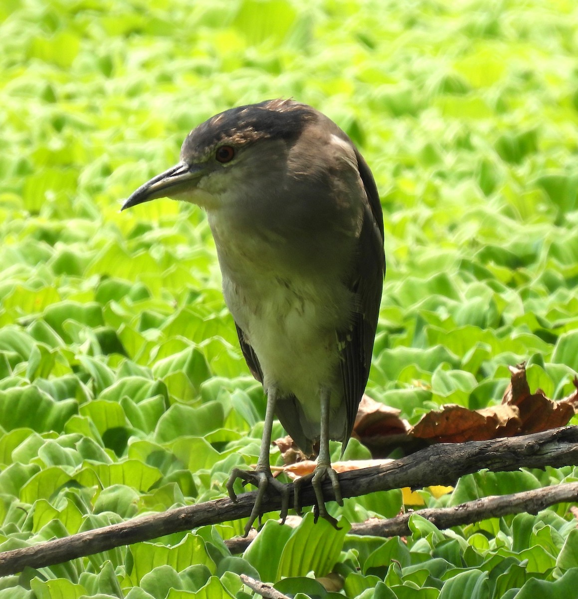 Black-crowned Night Heron - Scott Weaver