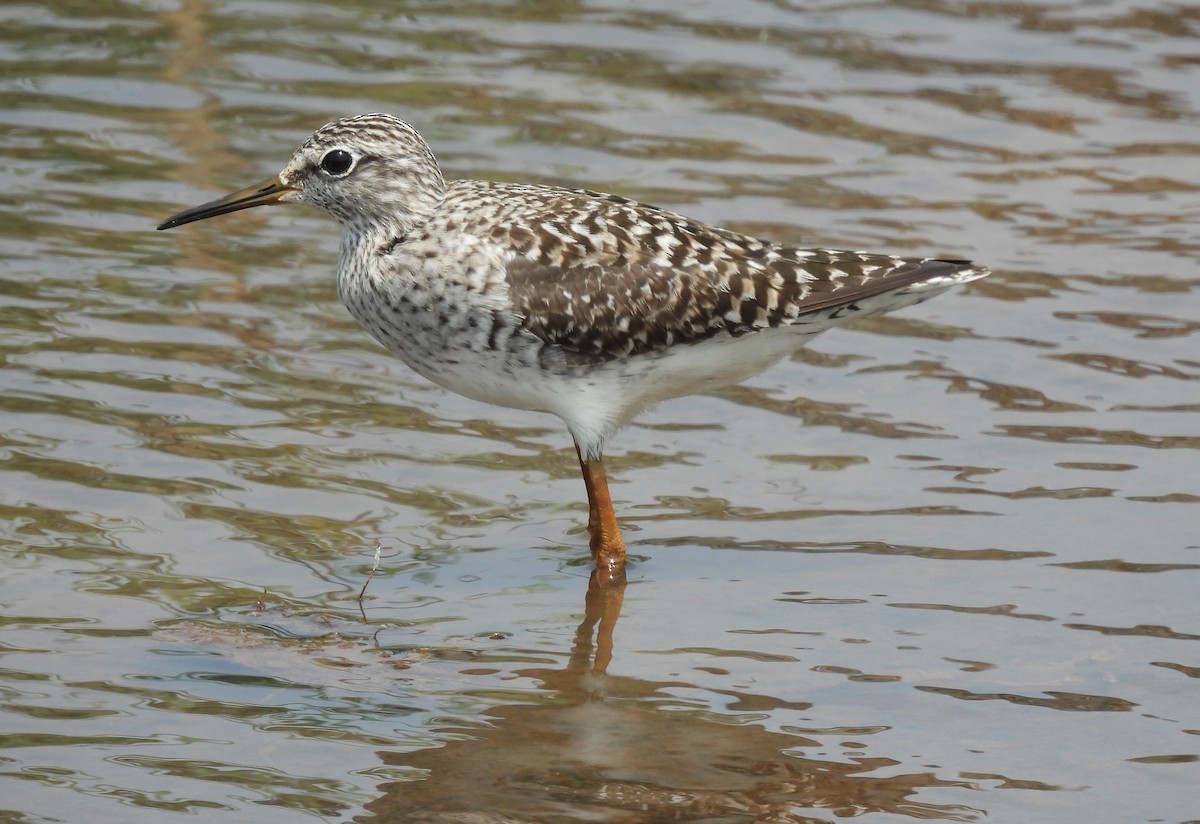 Wood Sandpiper - Scott Weaver