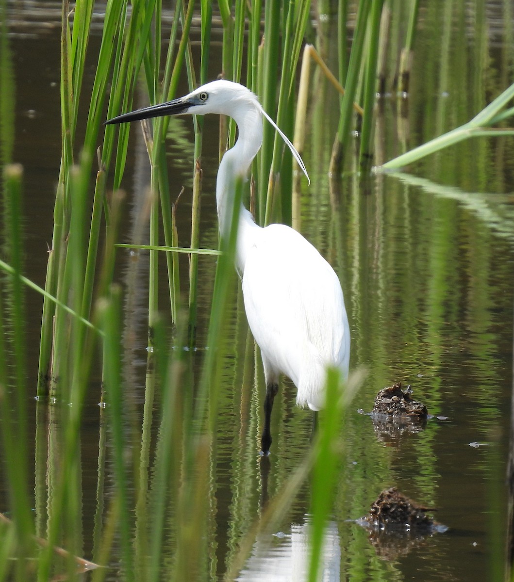 Little Egret - Scott Weaver