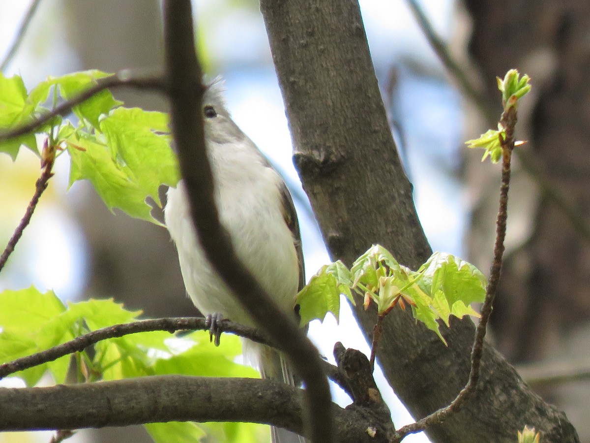 Tufted Titmouse - ML56430661