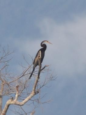 Anhinga Asiática - ML564306811