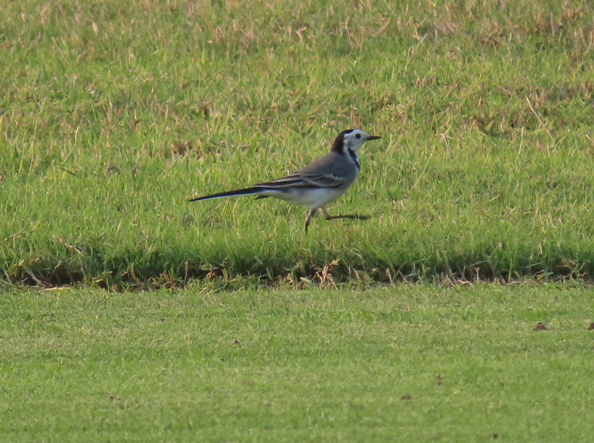 White Wagtail - ML564307031