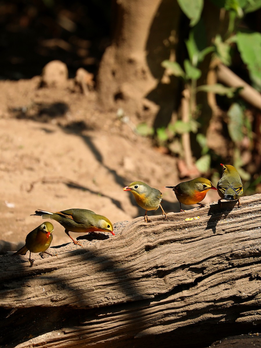 Red-billed Leiothrix - ML564307081