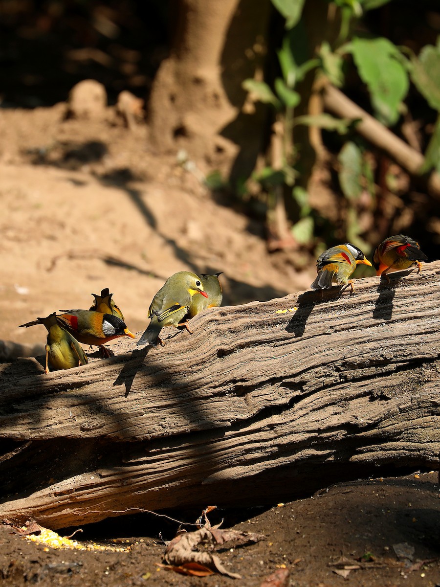 Red-billed Leiothrix - ML564307091