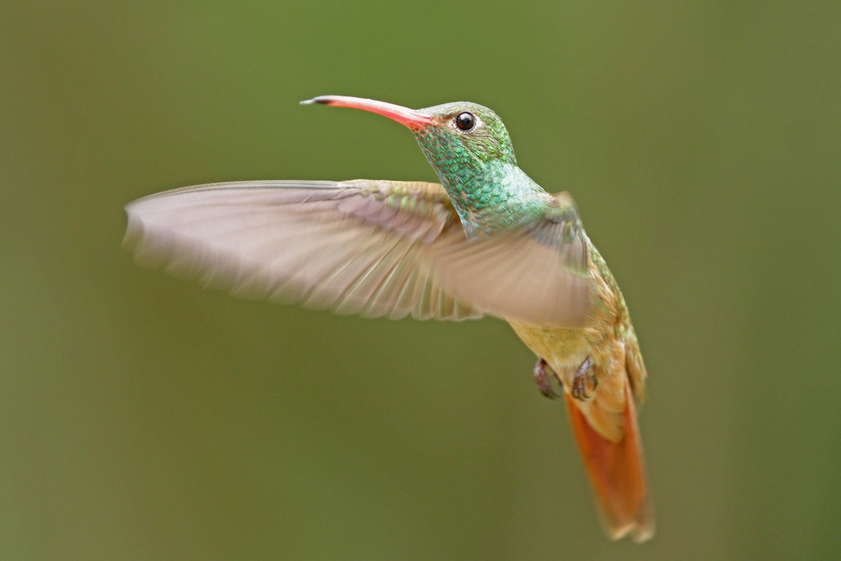 Buff-bellied Hummingbird - ML56430711