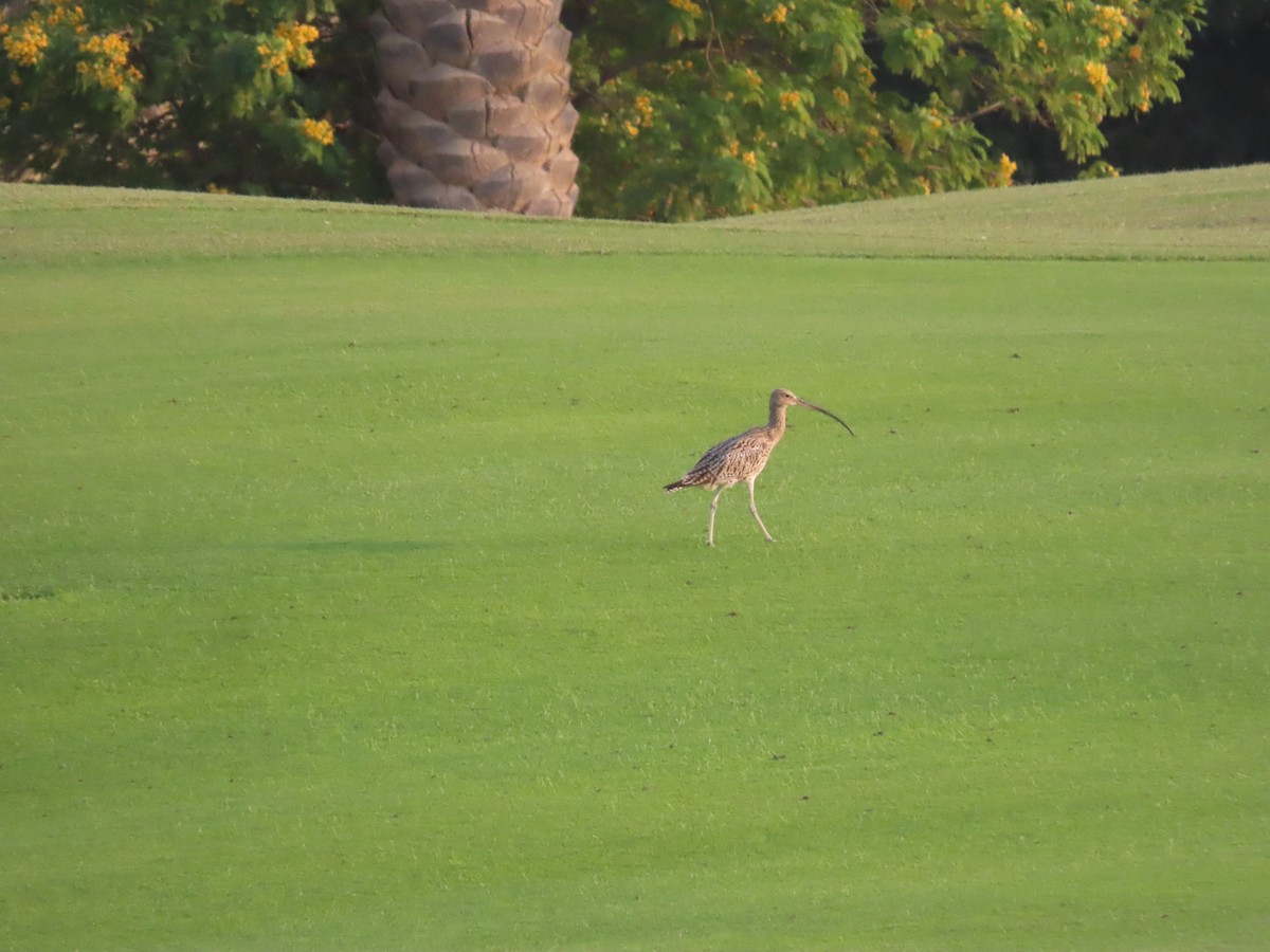 Eurasian Curlew - ML564307271