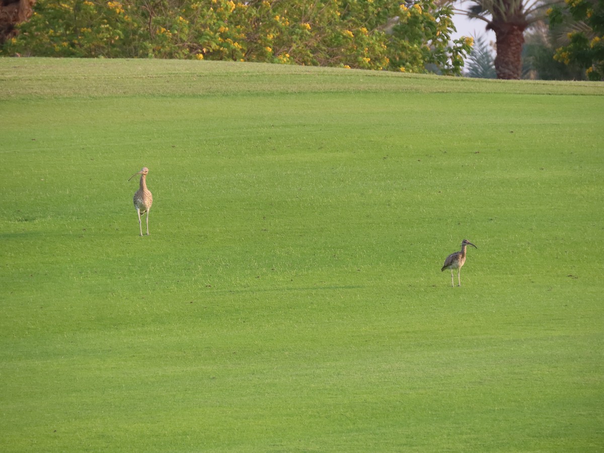 Eurasian Curlew - ML564307281