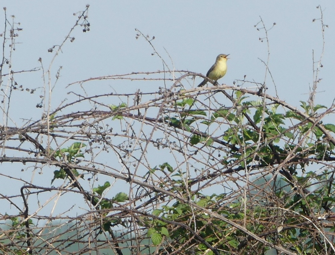 Melodious Warbler - ML564307721