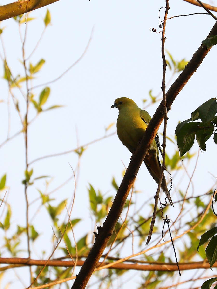 Pin-tailed Green-Pigeon - ML564307841