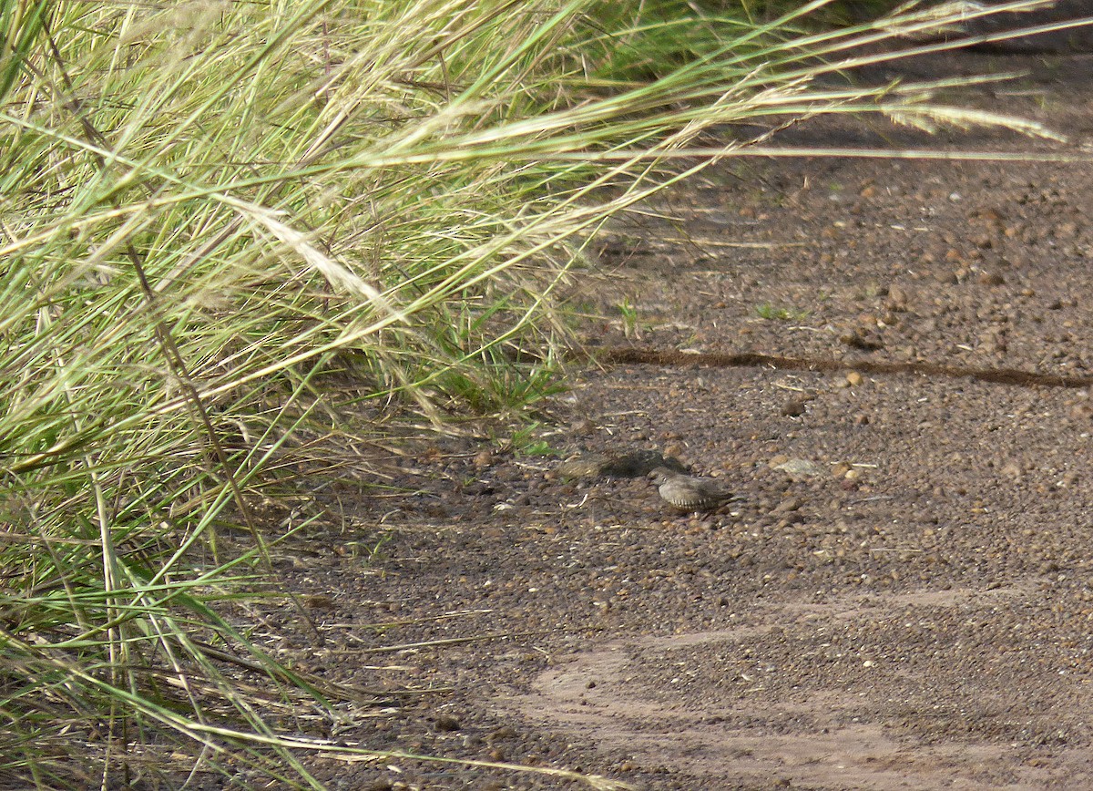 Quailfinch (Black-faced) - ML564308281