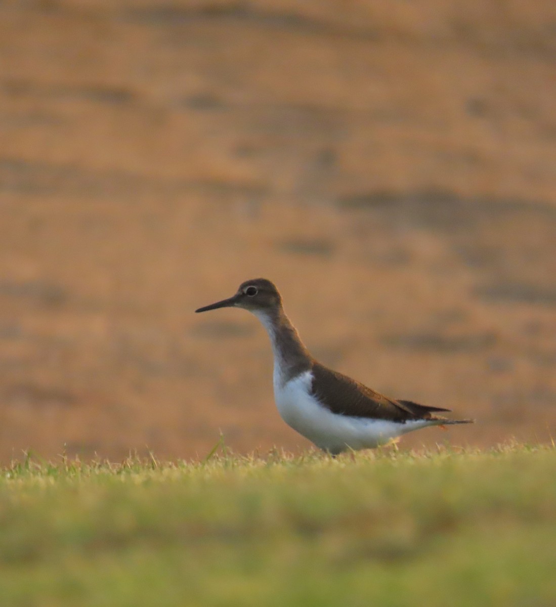 Common Sandpiper - Ute Langner