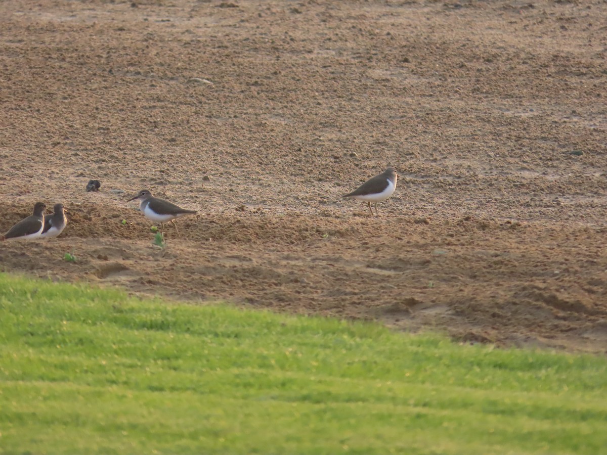 Common Sandpiper - Ute Langner