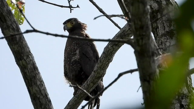 Haubenschlangenadler - ML564309021