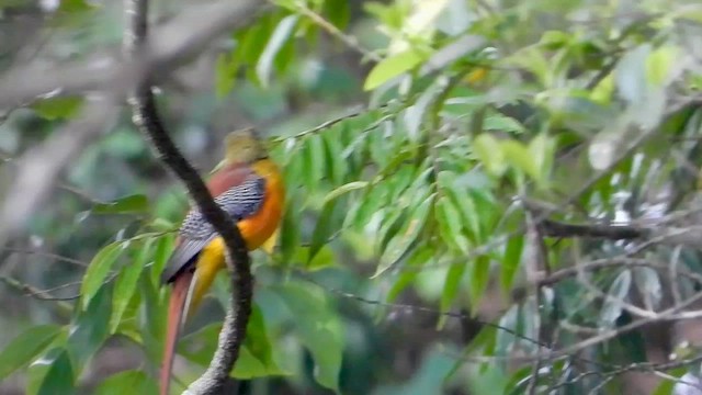 Orange-breasted Trogon - ML564309141