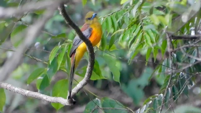 trogon oranžovoprsý - ML564309151