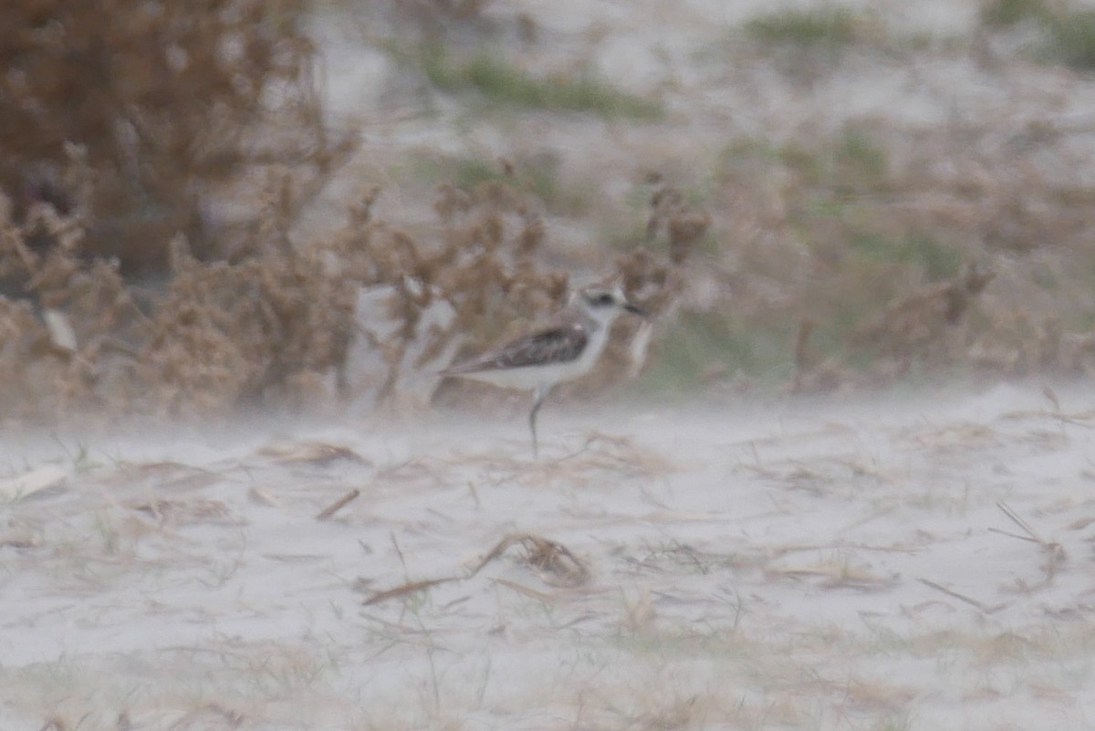 Kentish Plover (Hanuman) - ML564309221