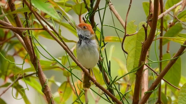 Dunkelkehl-Schneidervogel - ML564309241